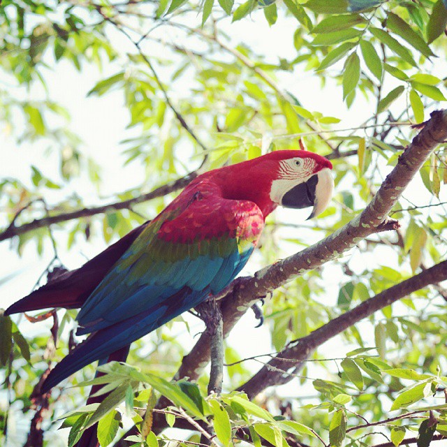 a large colorful parrot sitting on a tree nch
