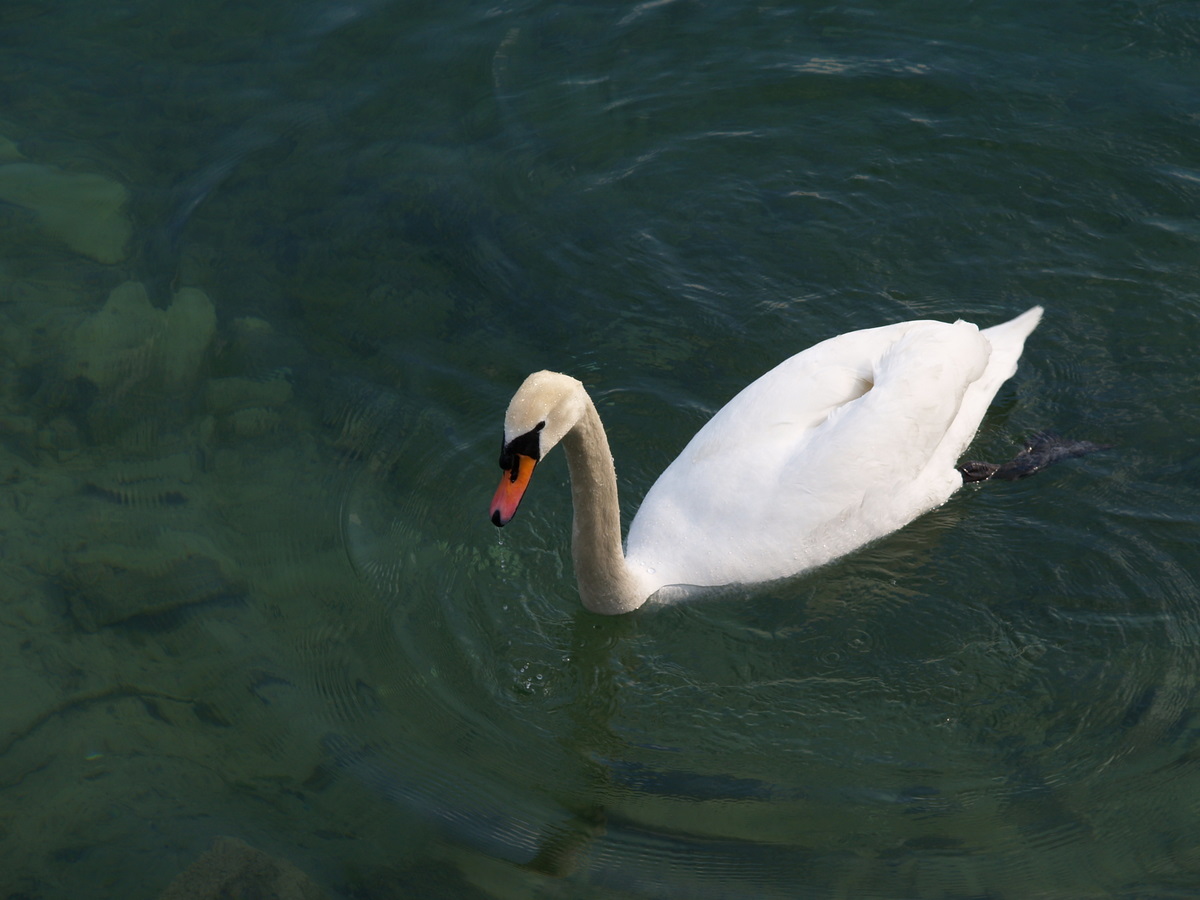 a swan swimming on water with an orange beak