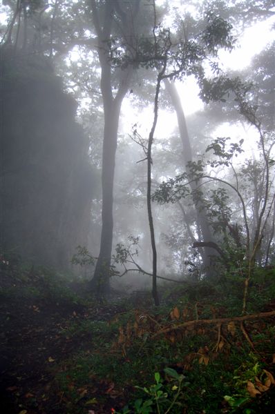 fog enveloping the forest in a state park