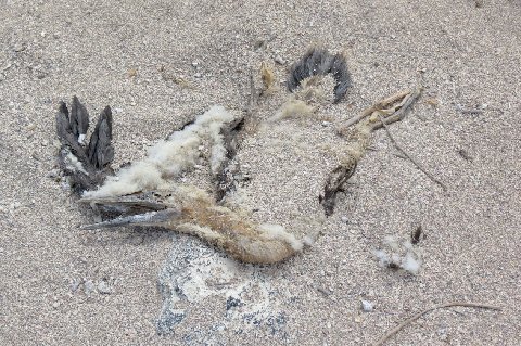 a bird is laying on the ground with a bird foot in it