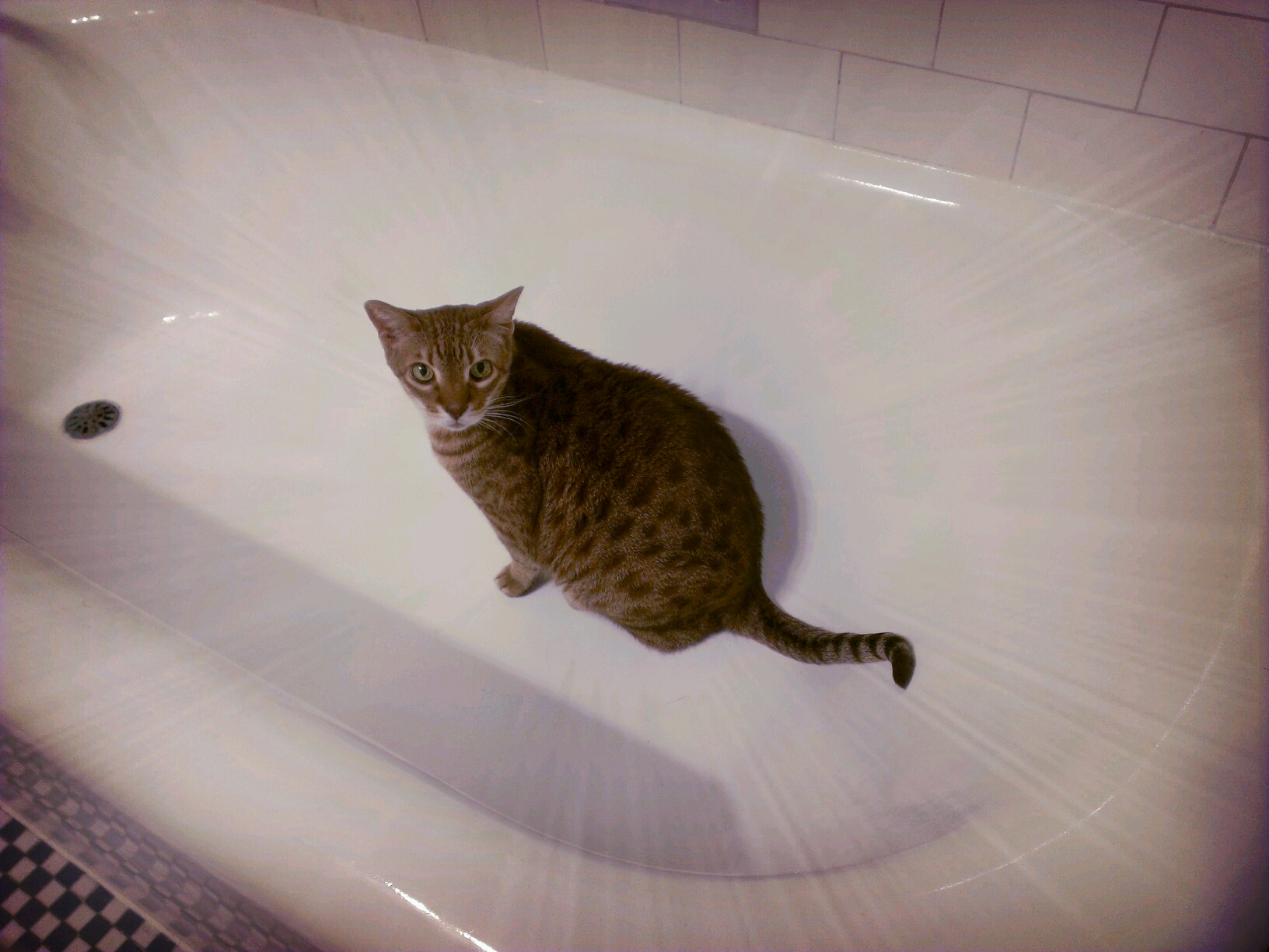 there is a cat sitting inside a bathtub
