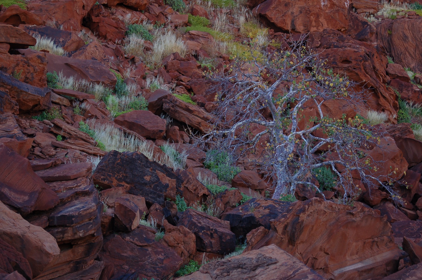 a tree that is on the side of a mountain