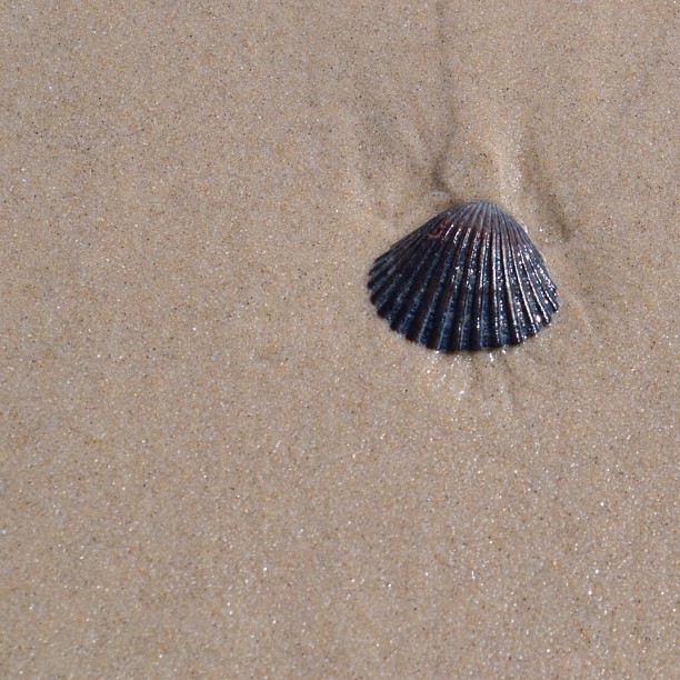 a seashell that is in some sand