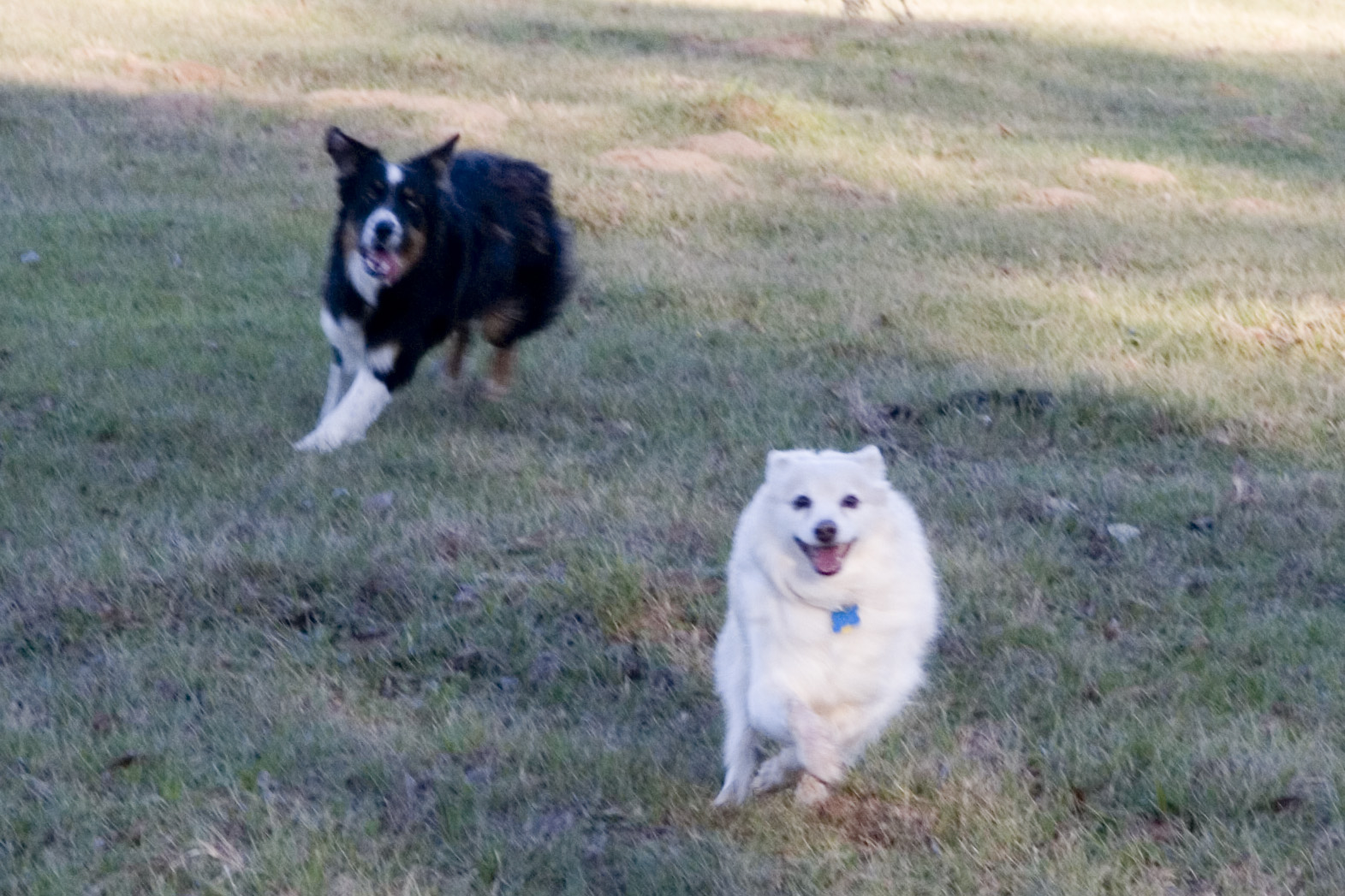two white and black dogs running on grass