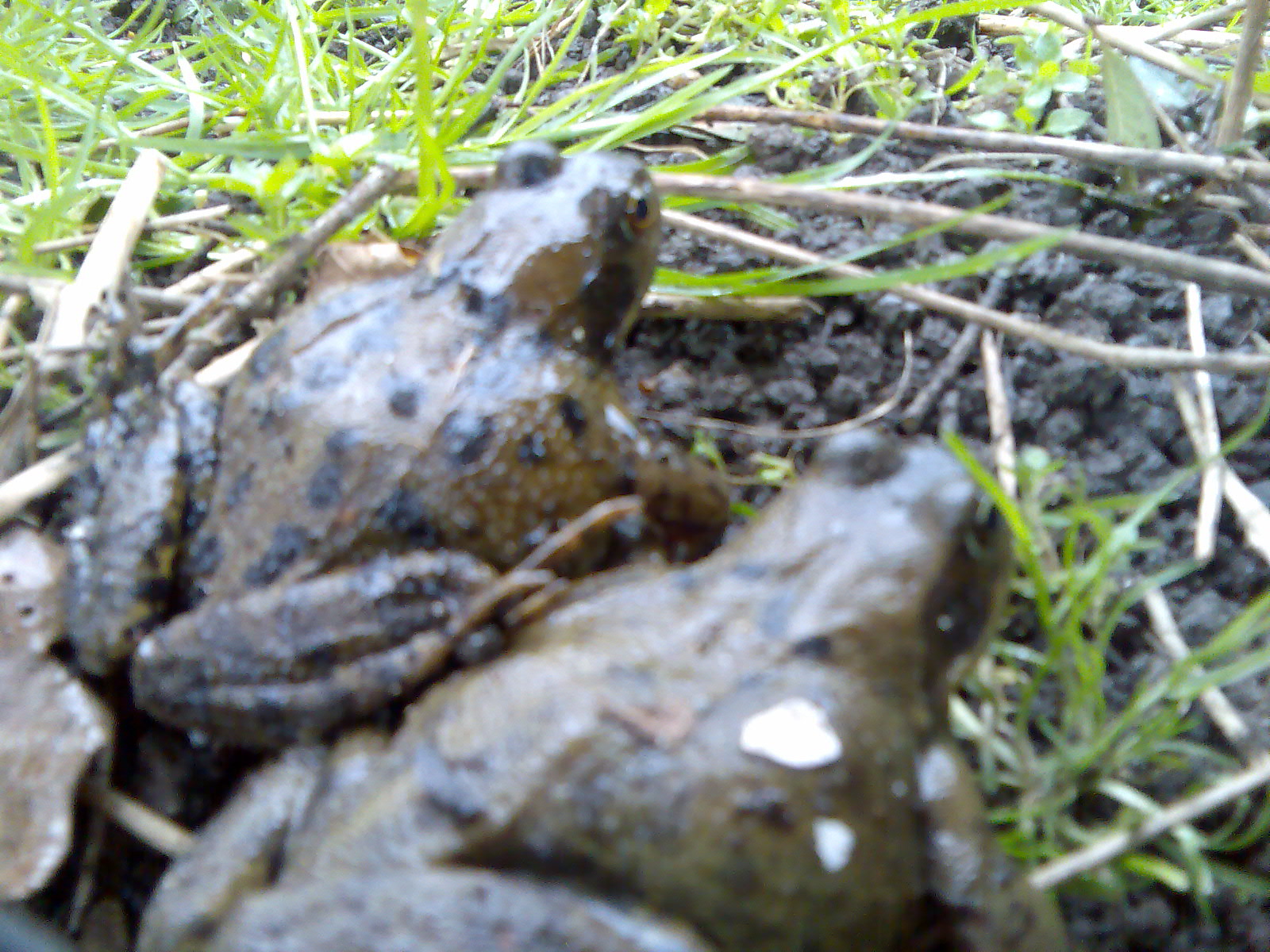 the frog is on a pile of dirt and grass
