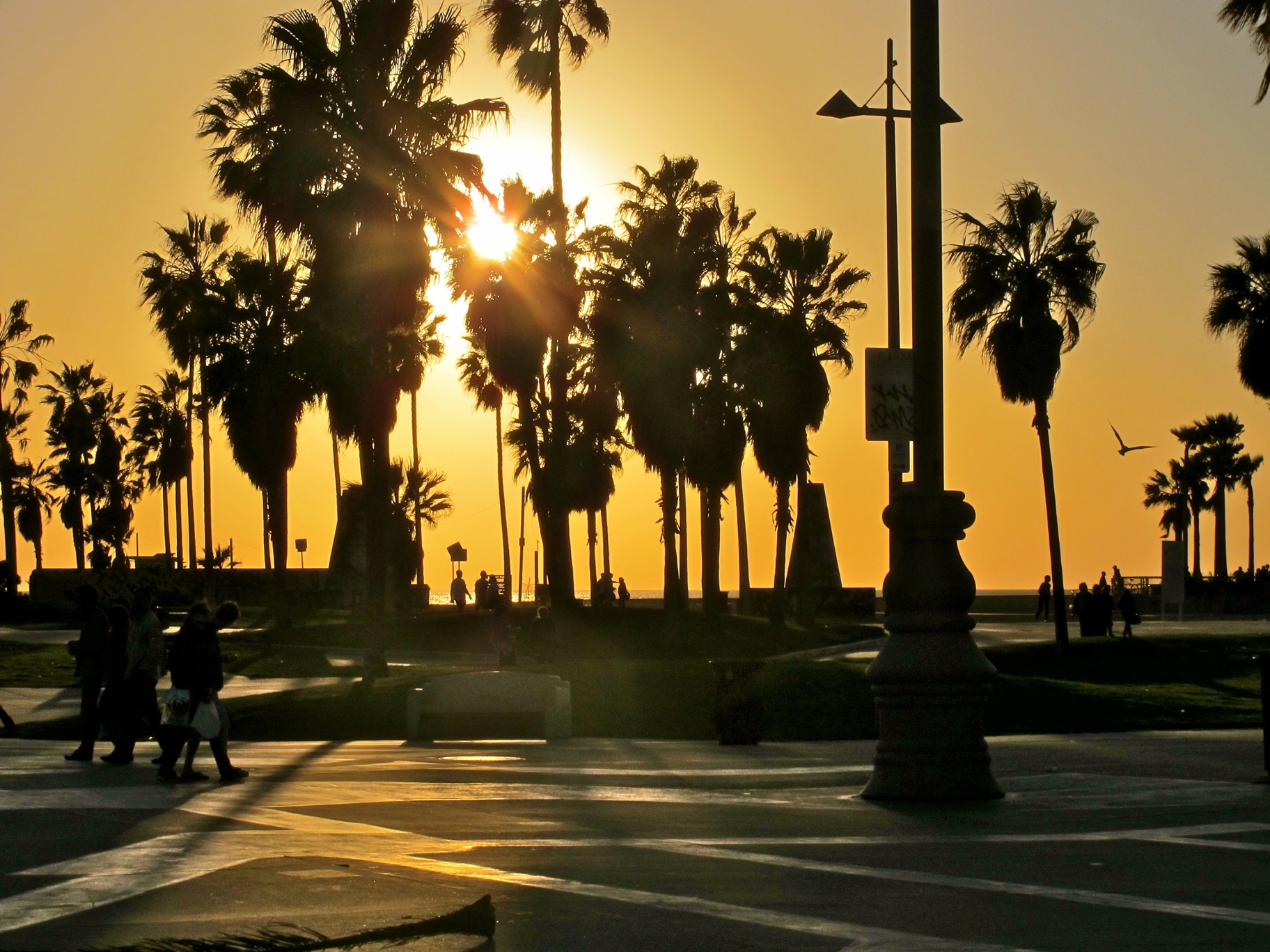 people are walking in the sun set near palm trees