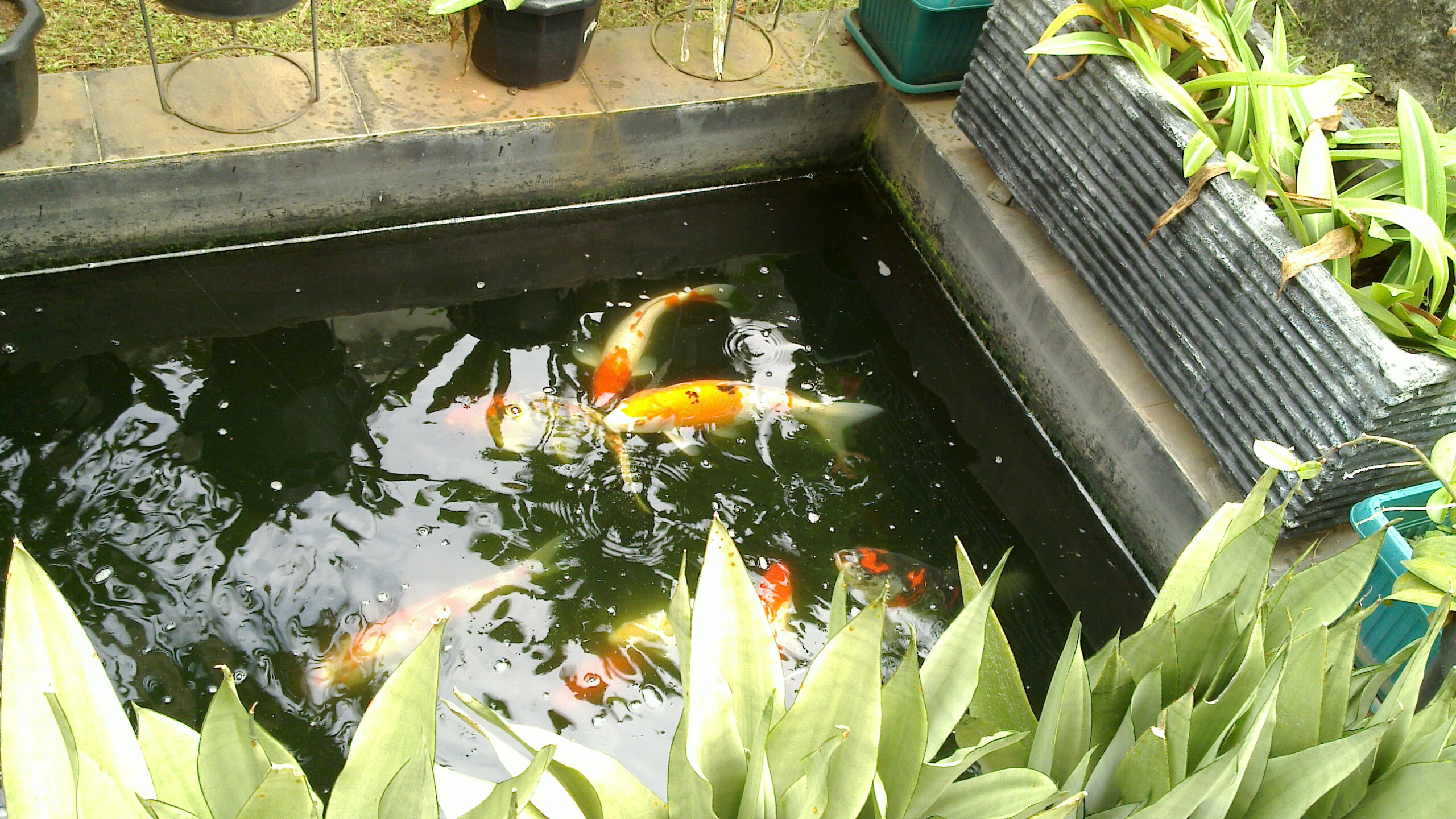large fish are in a large pond by some plants