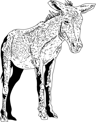 an outlined donkey standing upright on a white background