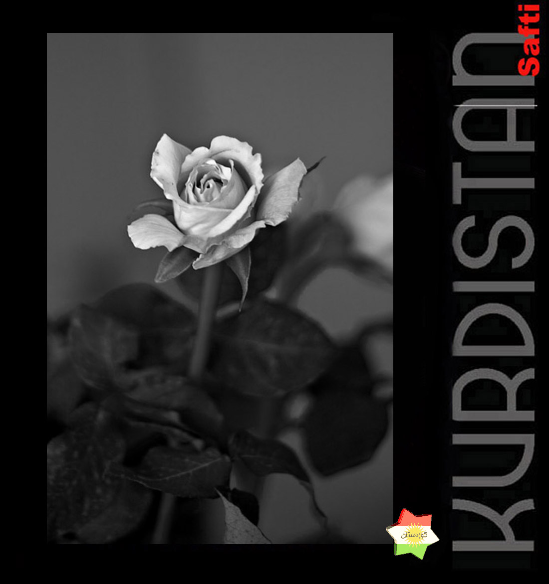 a black and white pograph of a rose