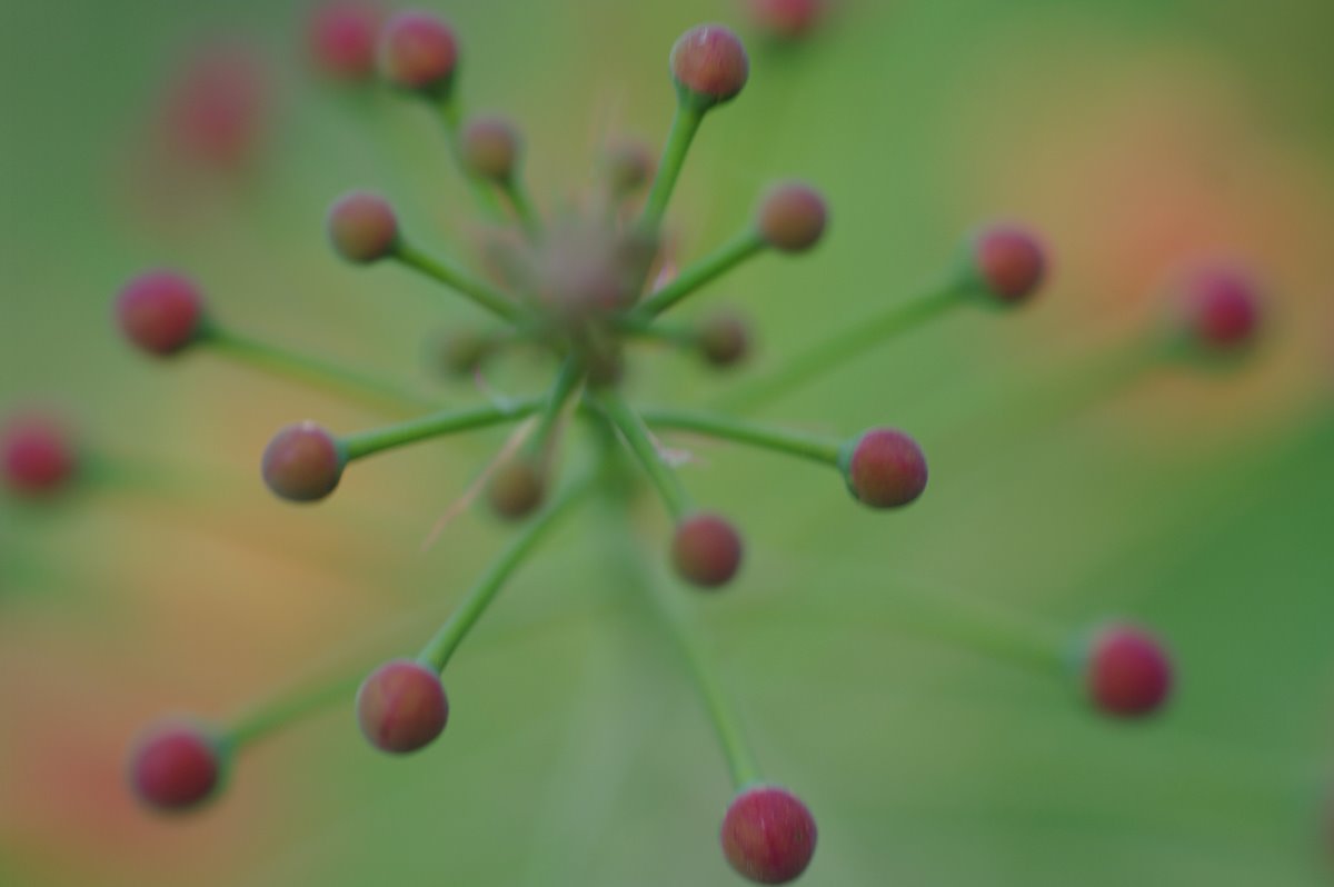 many tiny red balls on top of each other