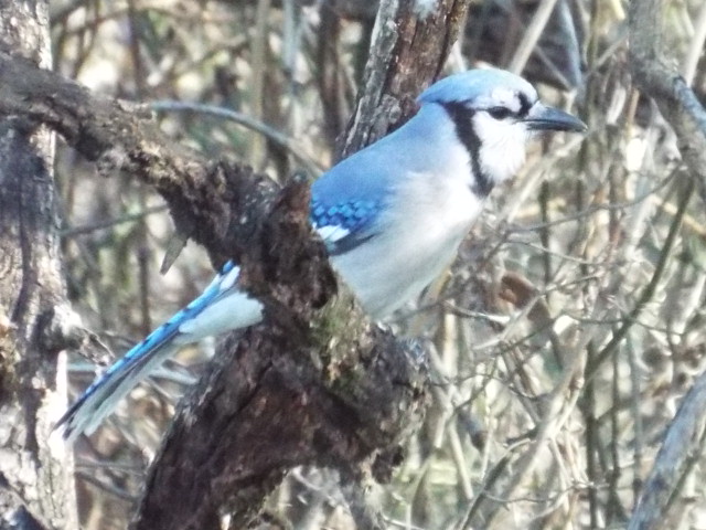 a blue jay perched on a nch of a tree