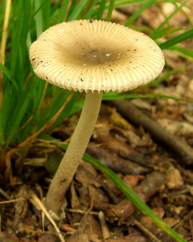 a single mushroom sitting on the ground