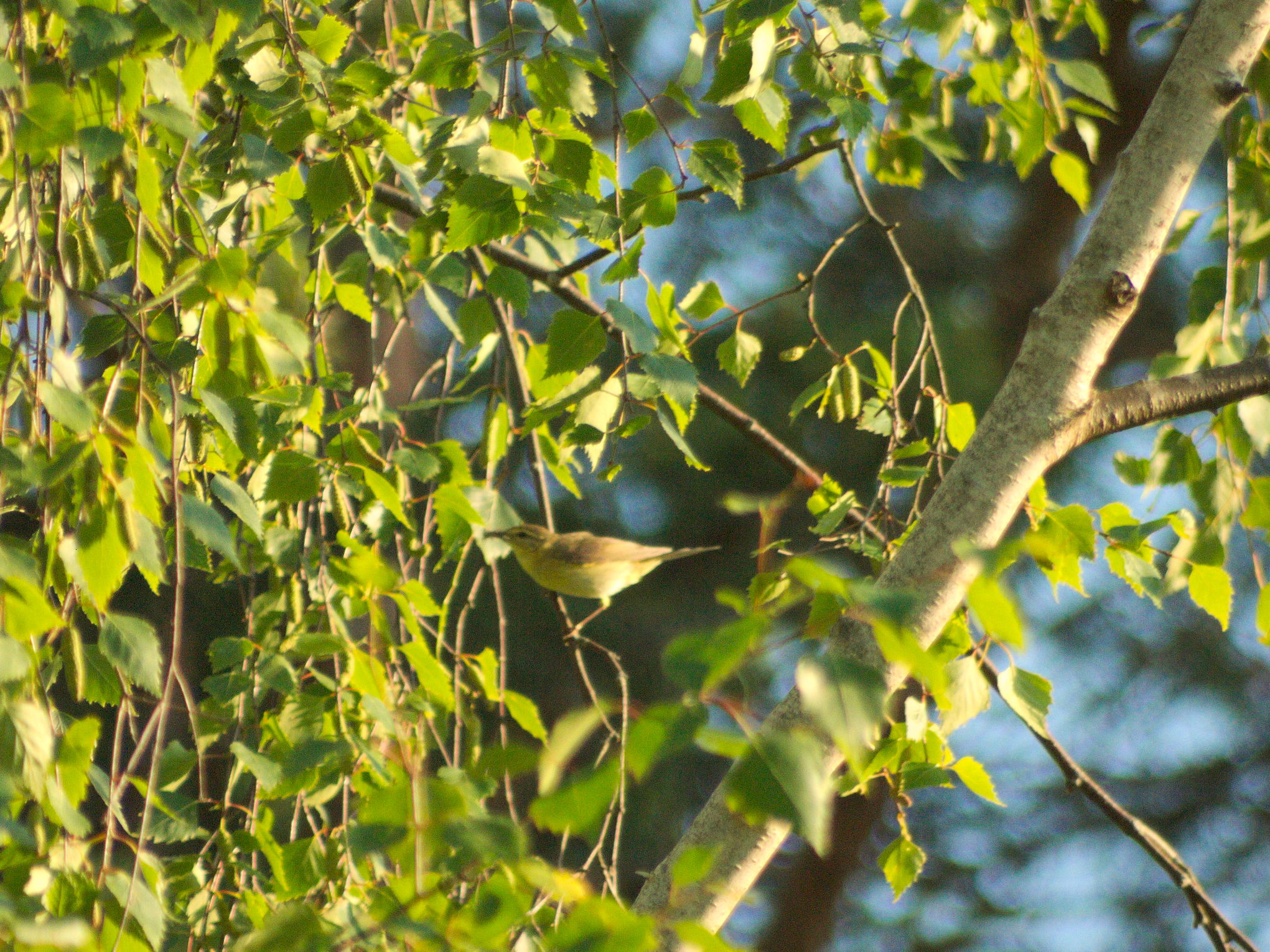 a small bird perched on top of a tree nch