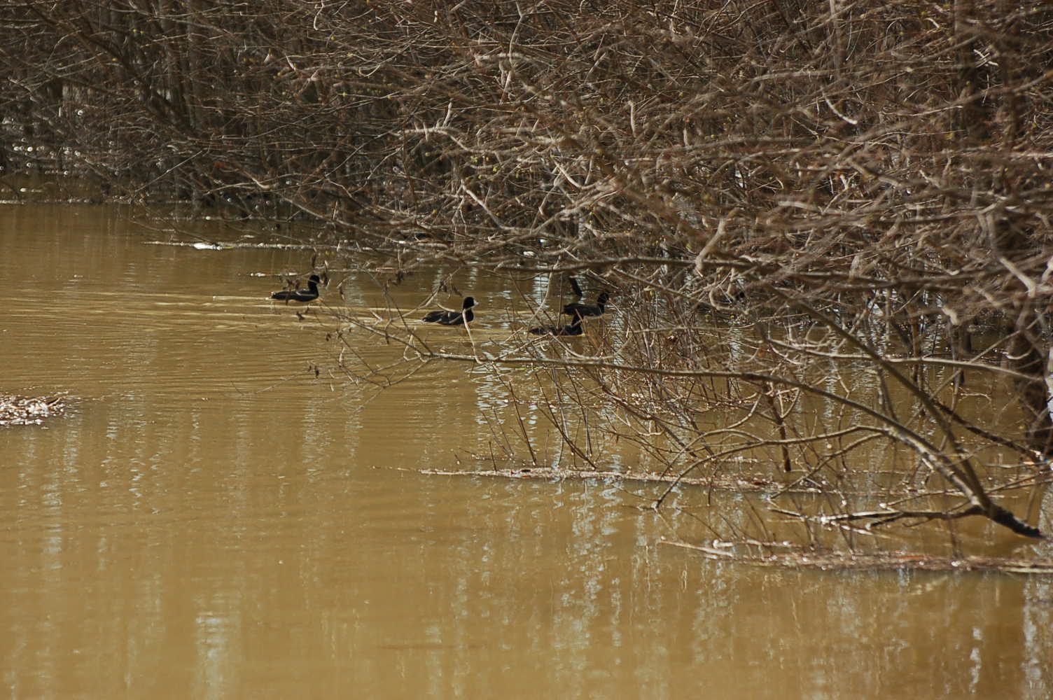 two geese swimming on a muddy pond together