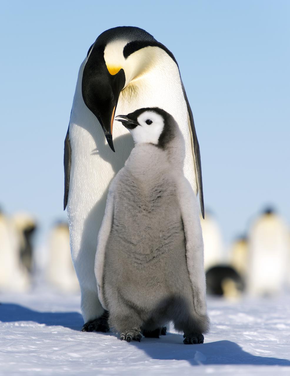 a baby penguin standing next to a large penguin