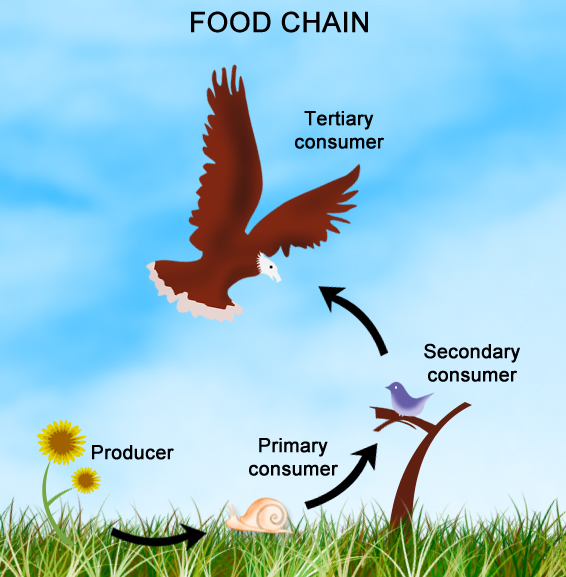 an image of food chains are a major form of competition