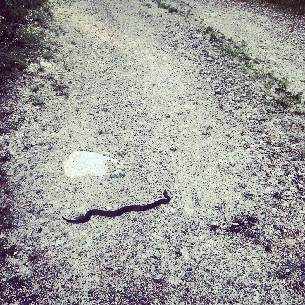 a snake is laying in the road on it's side