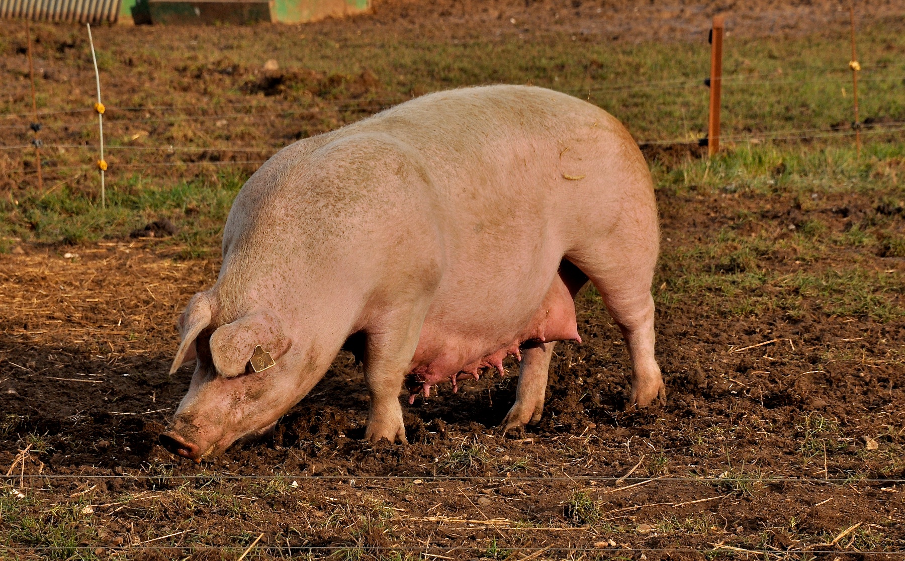 this is a dirty pig in a field with its head down