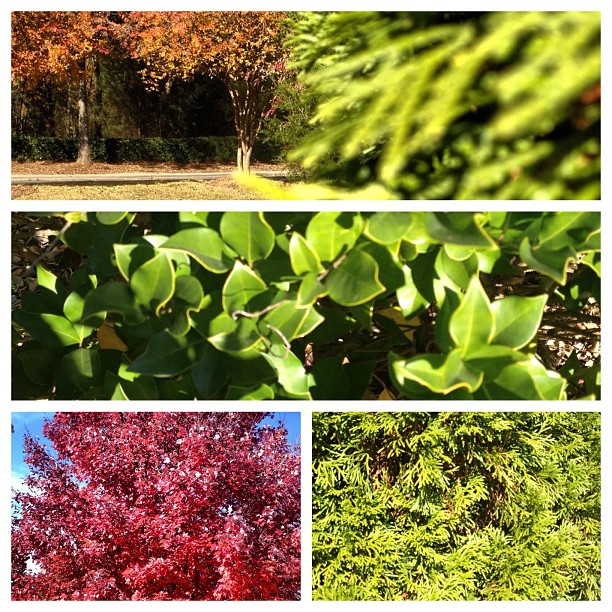 multiple pictures show a tree in various stages of being autumn