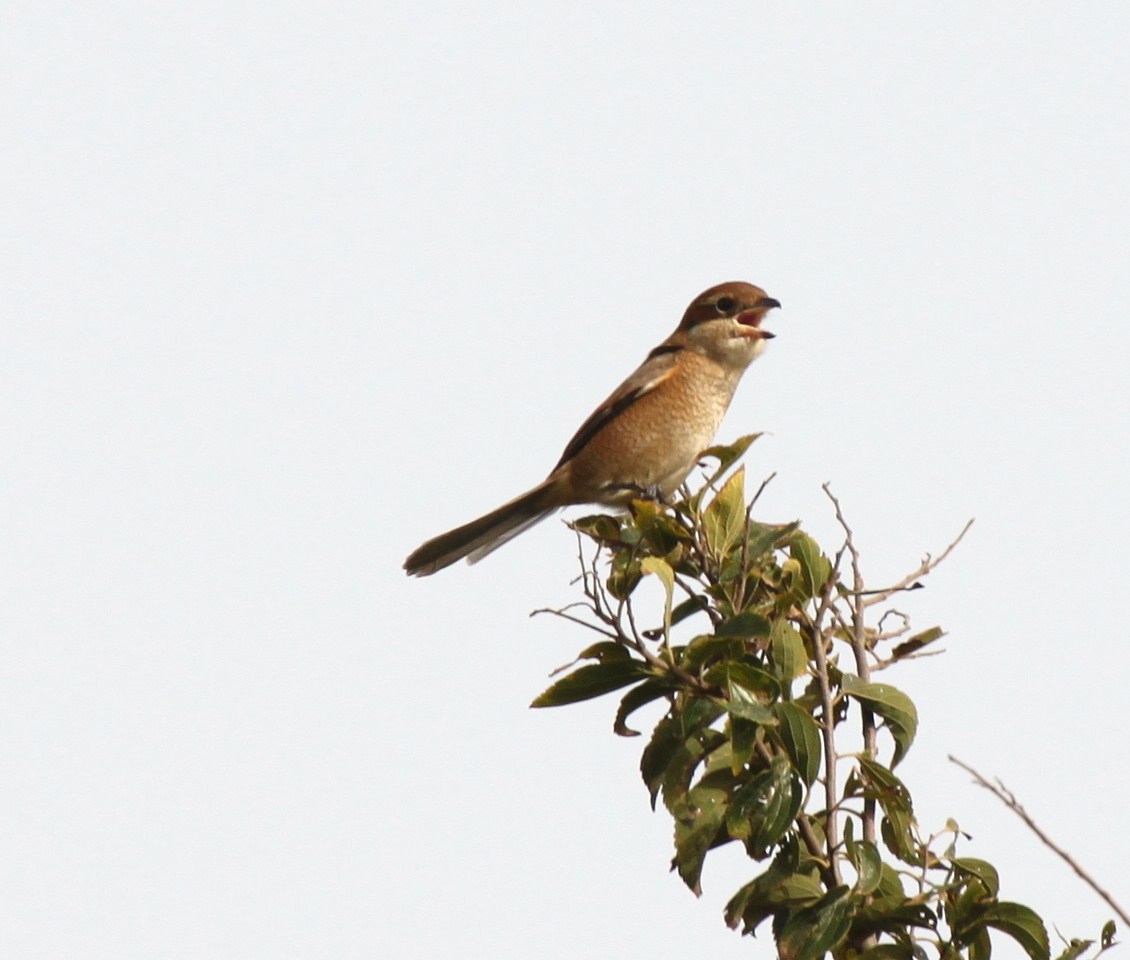 a bird is perched on top of a tree