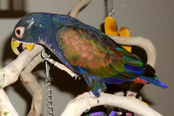 a parrot perched on the end of a nch holding a chain