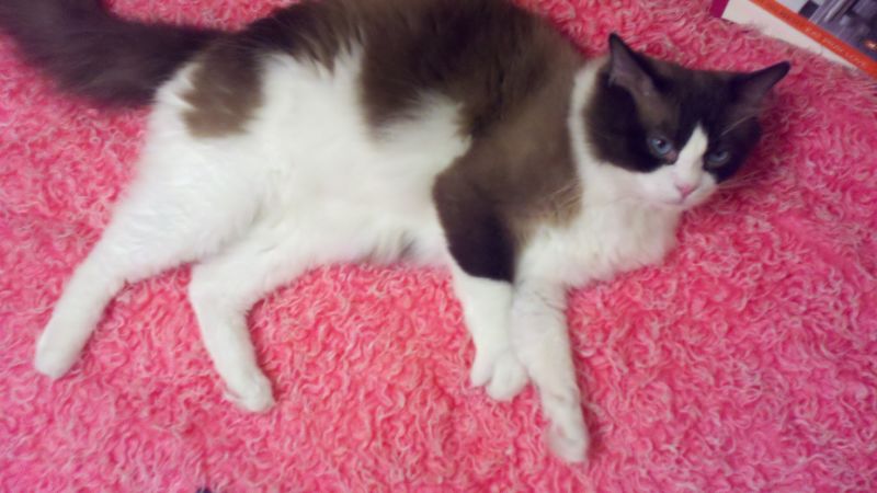 a black and white cat lying on top of a pink carpet