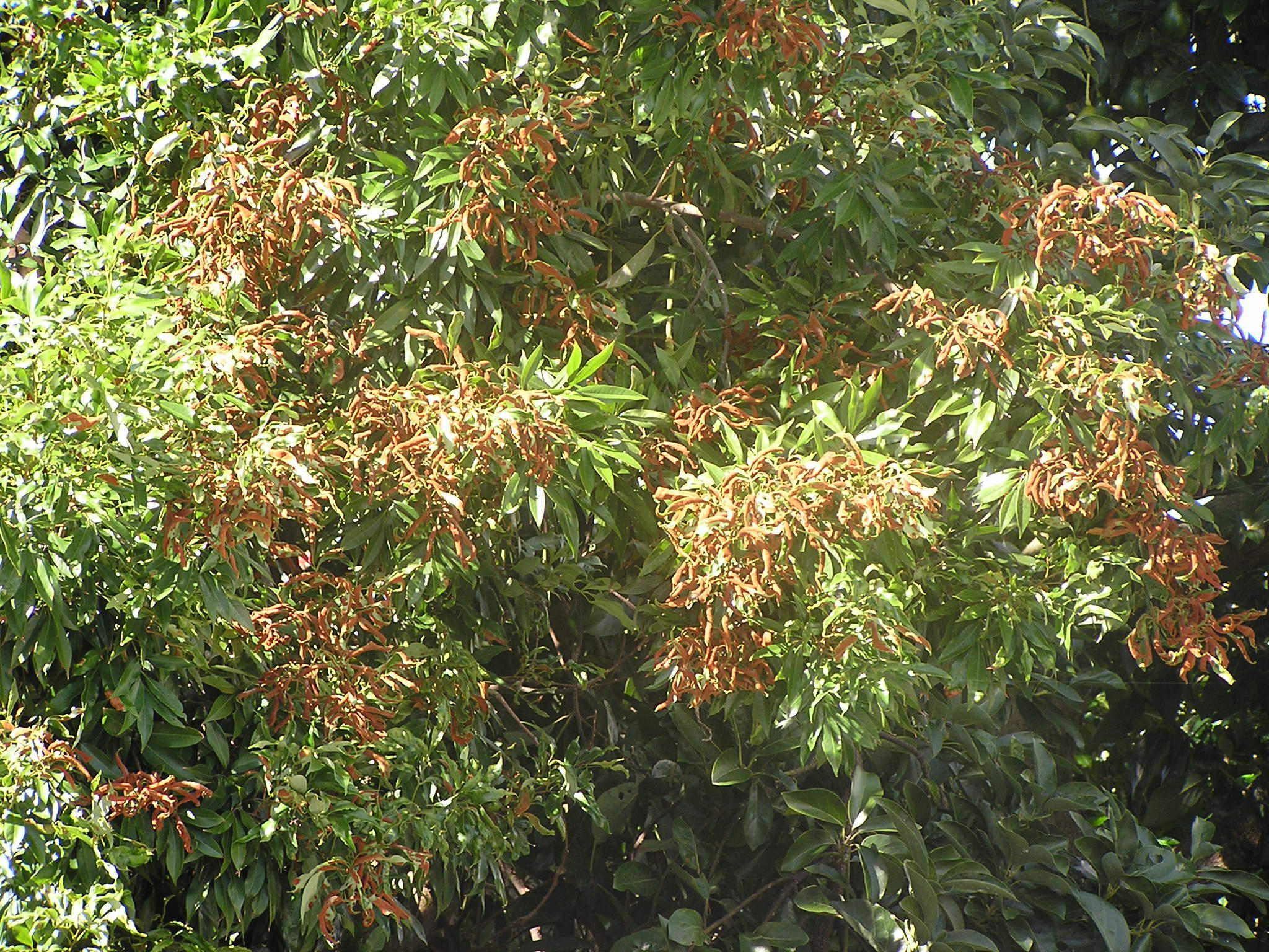 this tree is a lot full of fruit, some of it on the tree