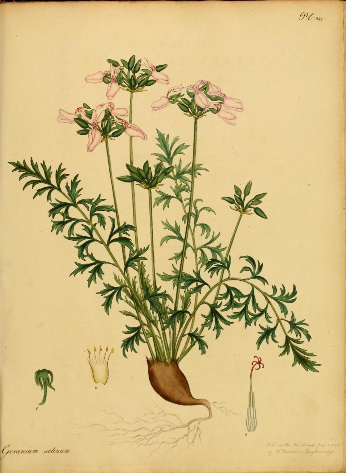 an antique book with a floral arrangement on the cover
