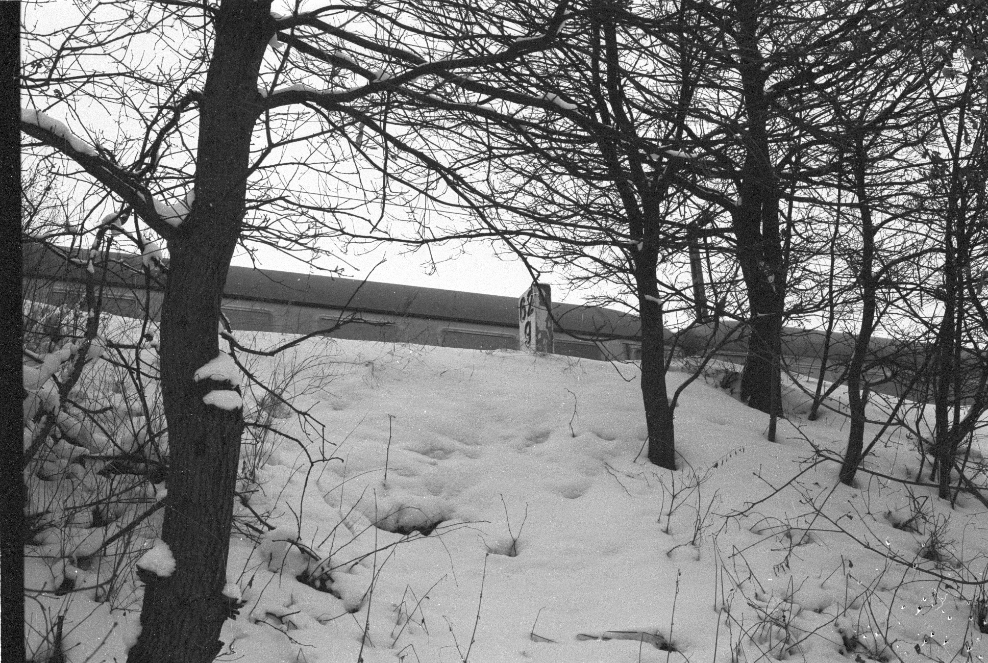 a dog standing on a snowy slope by some trees