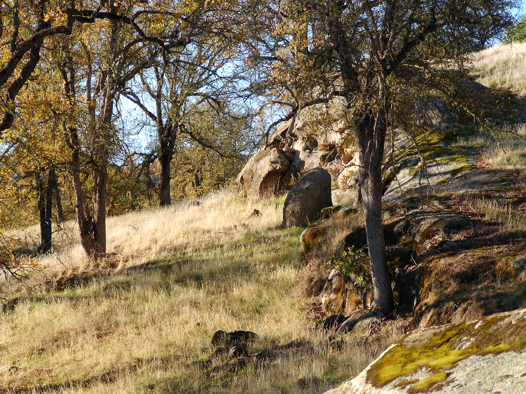 trees are shown near the grassy ground on a hill