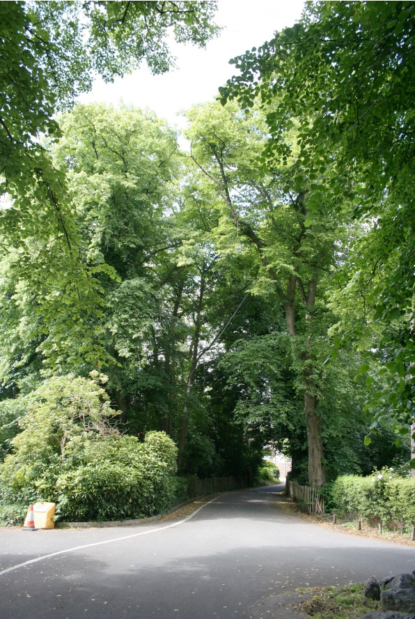 trees line the street and a parking meter in a wooded area