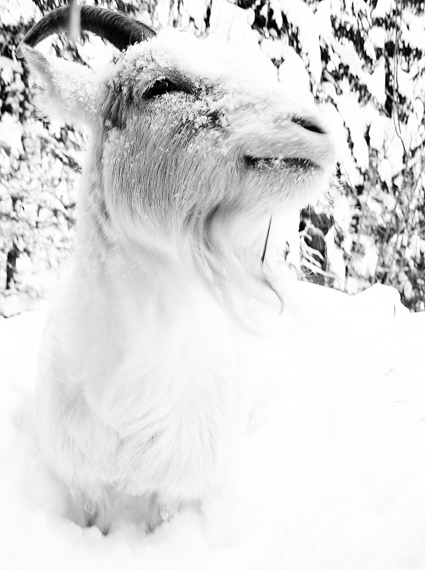 a goat sticking its tongue out sitting in the snow