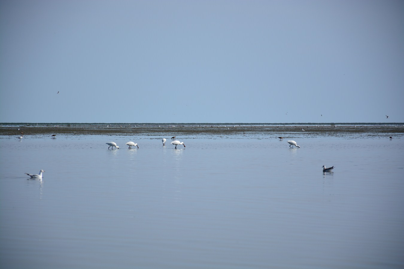 swans and seagulls wader across the calm waters