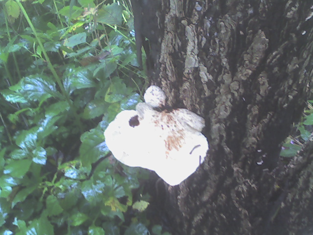 a large white object attached to a tree in the woods