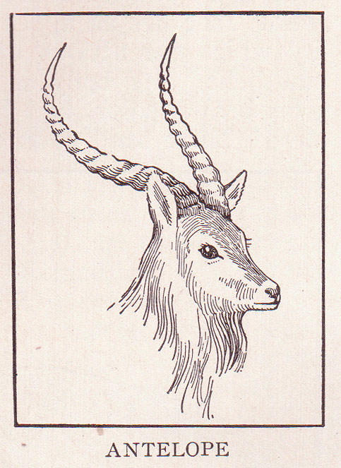an animal with horns is shown in a card
