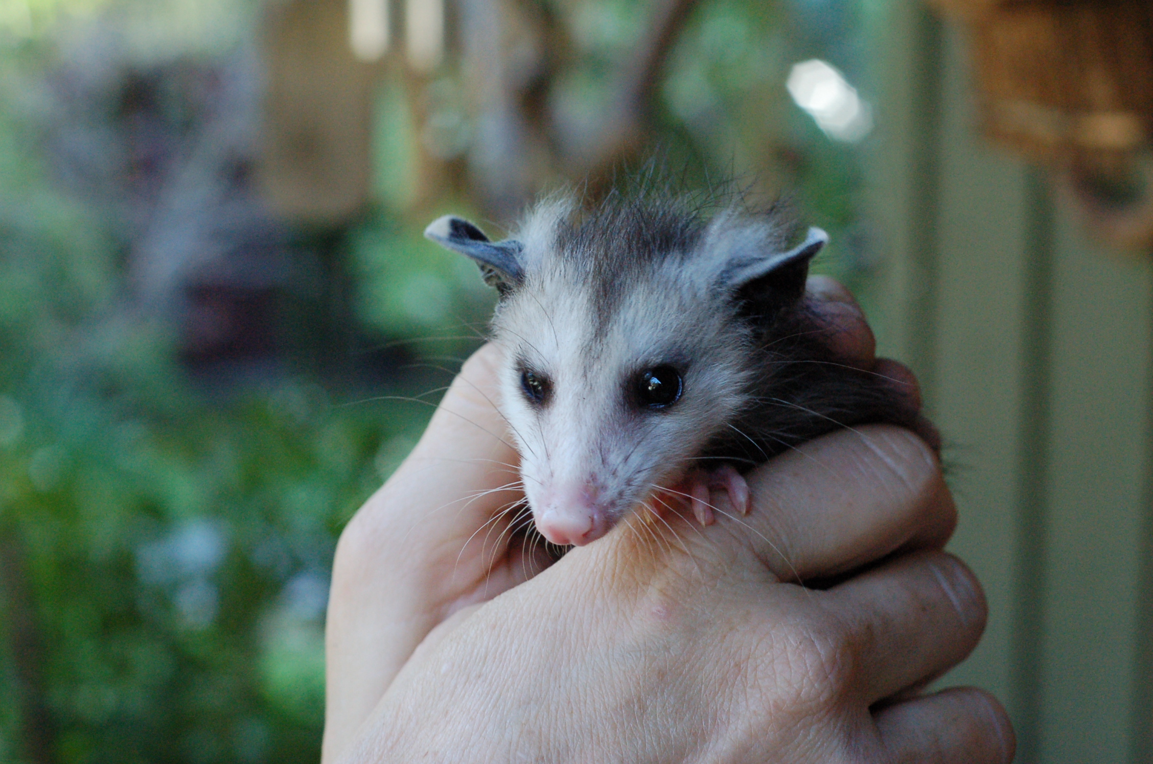 a small animal sitting on top of someone's hand