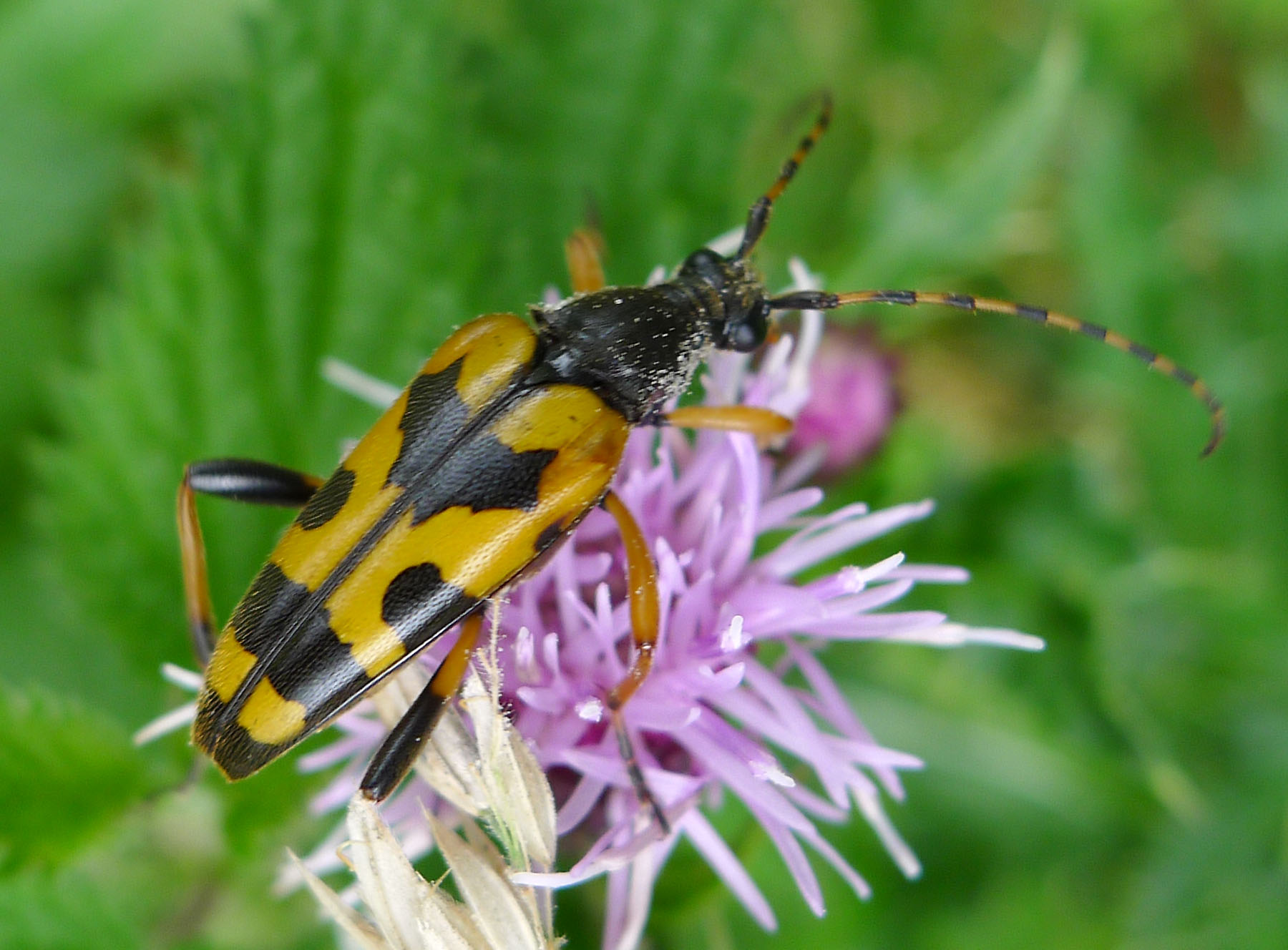 a yellow and black insect standing on some flowers