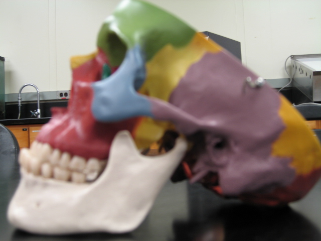 the model of a skeleton of a skull shows that it is colorful
