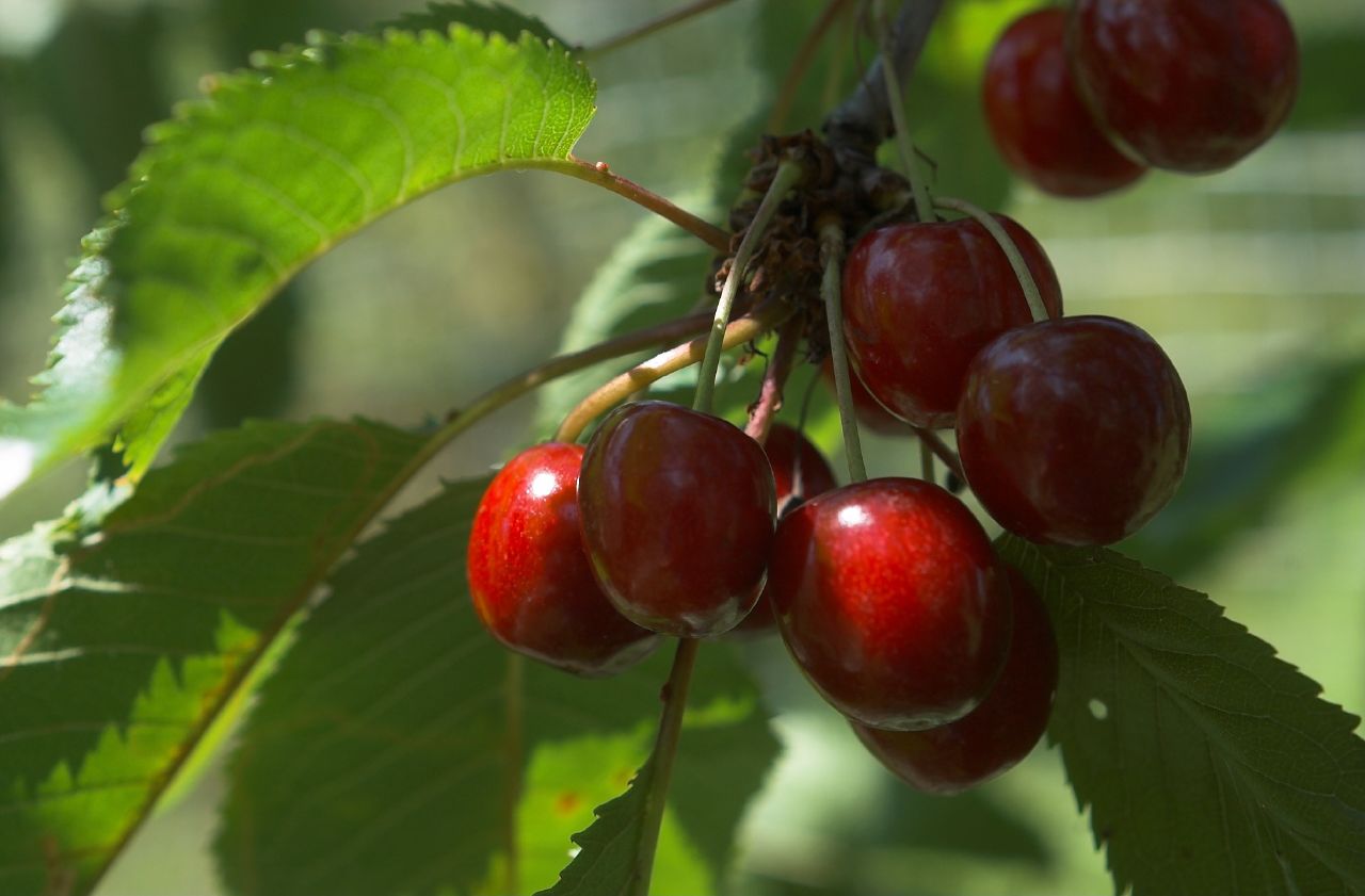 ripe cherries on tree in natural setting