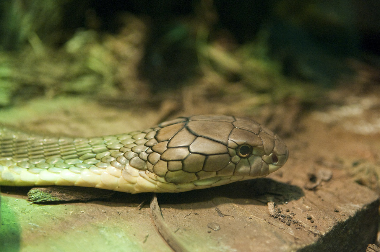 a green snake with an orange head sits in the zoo