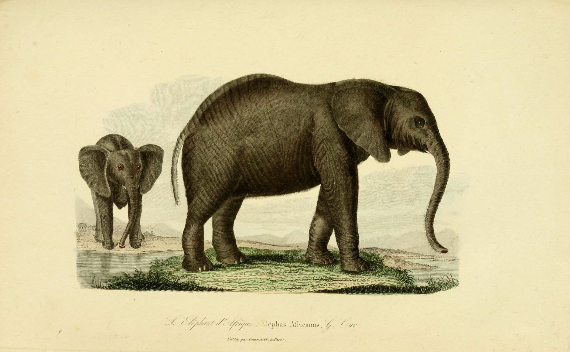 an elephant stands next to another elephant in the grass