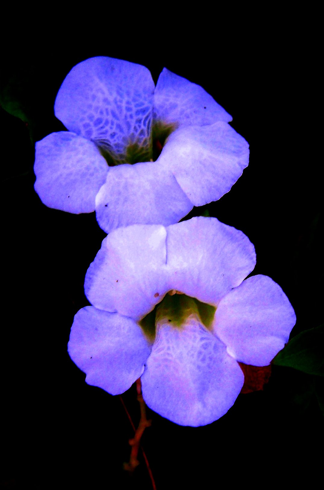 a picture of three flowers in full bloom