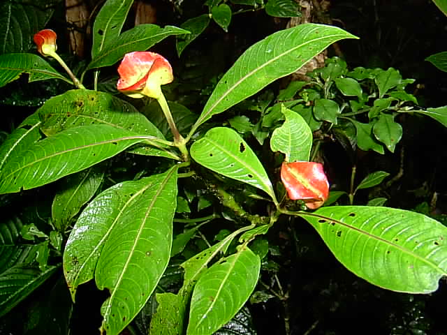 two flower on nch with leaves in background