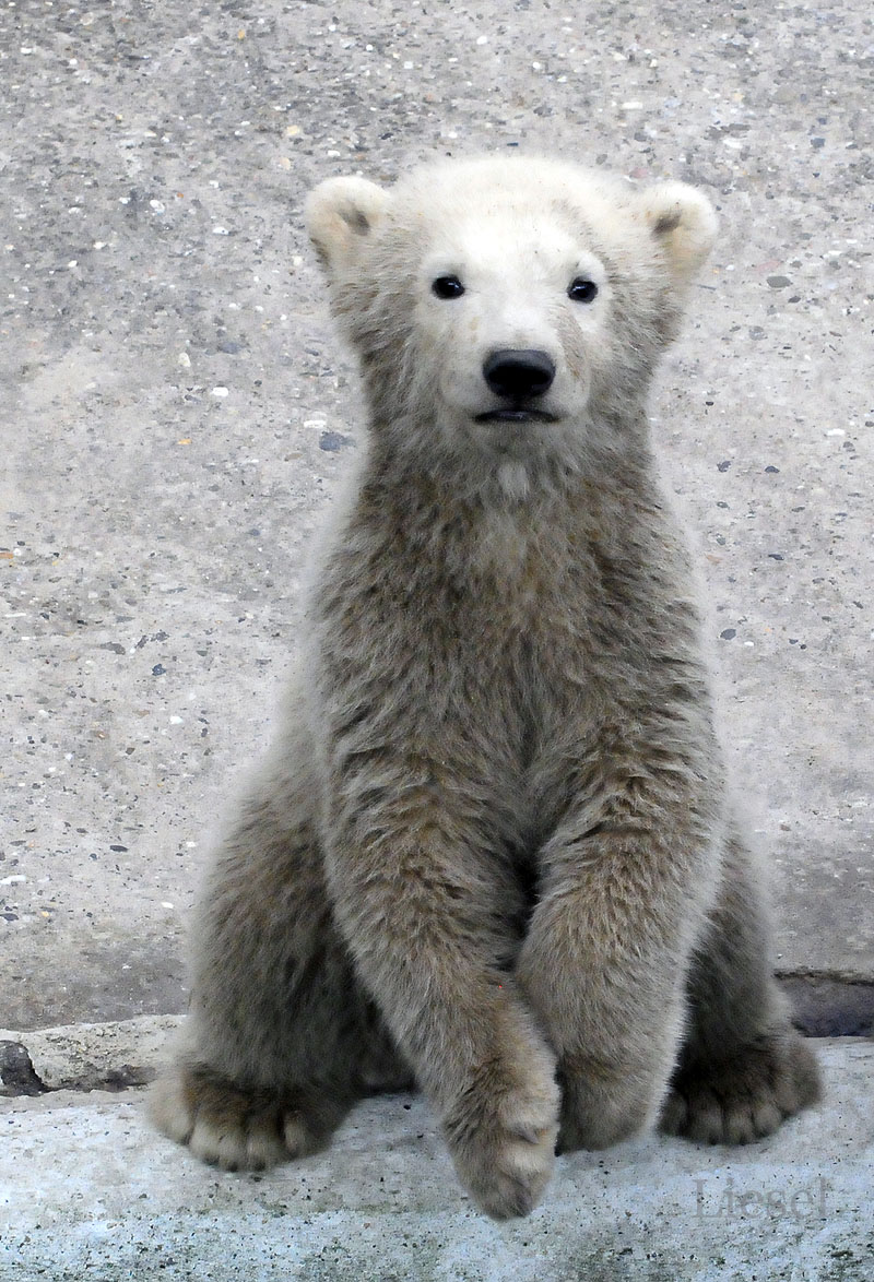 the young polar bear is standing upright and ready to be fed