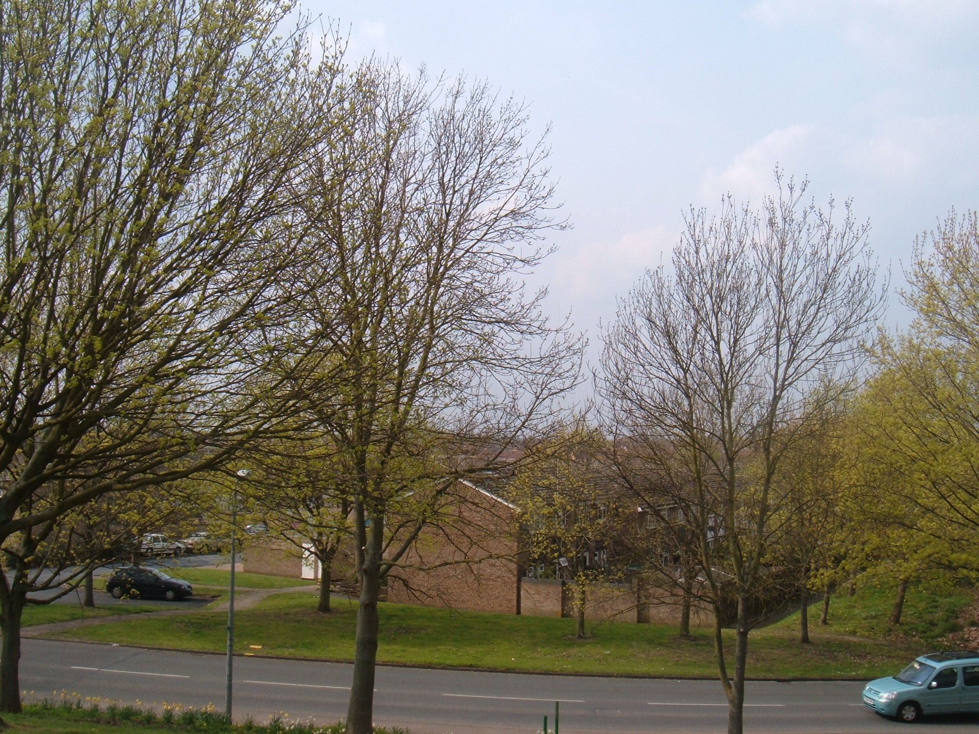 a road is lined with trees with no leaves