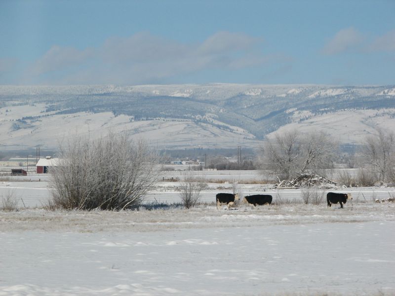 cows grazing in a snow - covered pasture with a fence