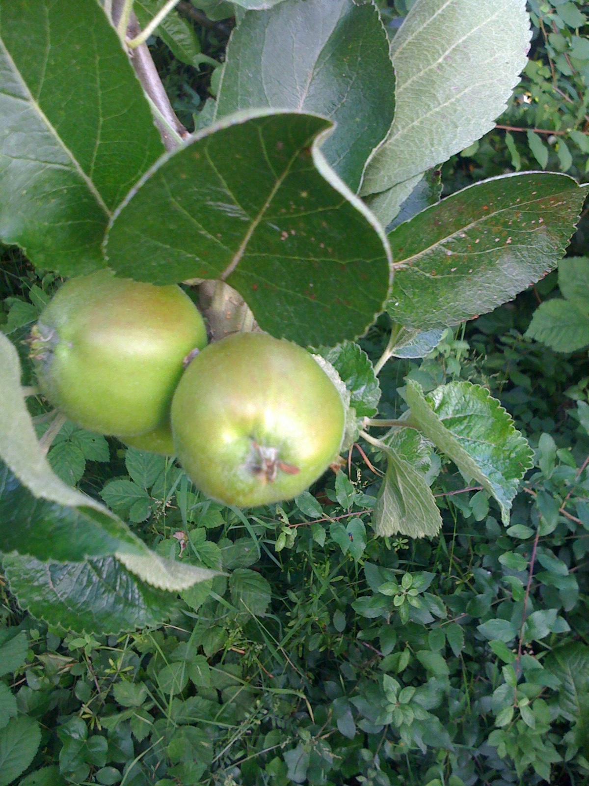 apples riped in tree, with leaves above