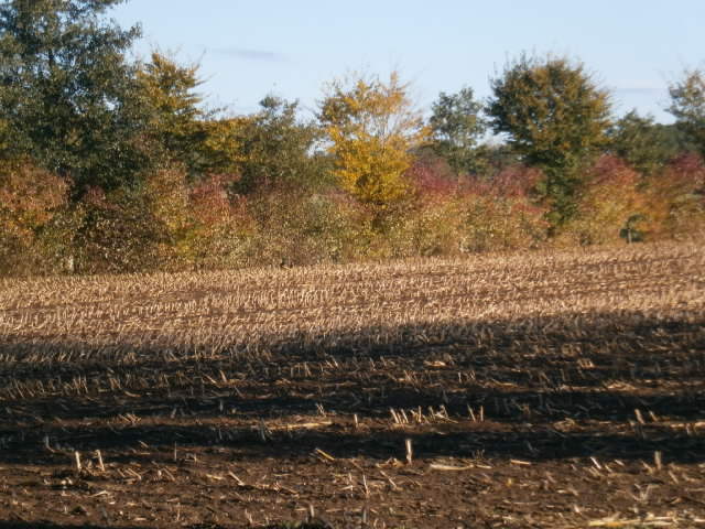 a field of dry grass, surrounded by tall trees