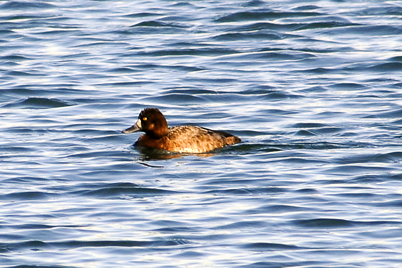 a duck swimming in water near the shore