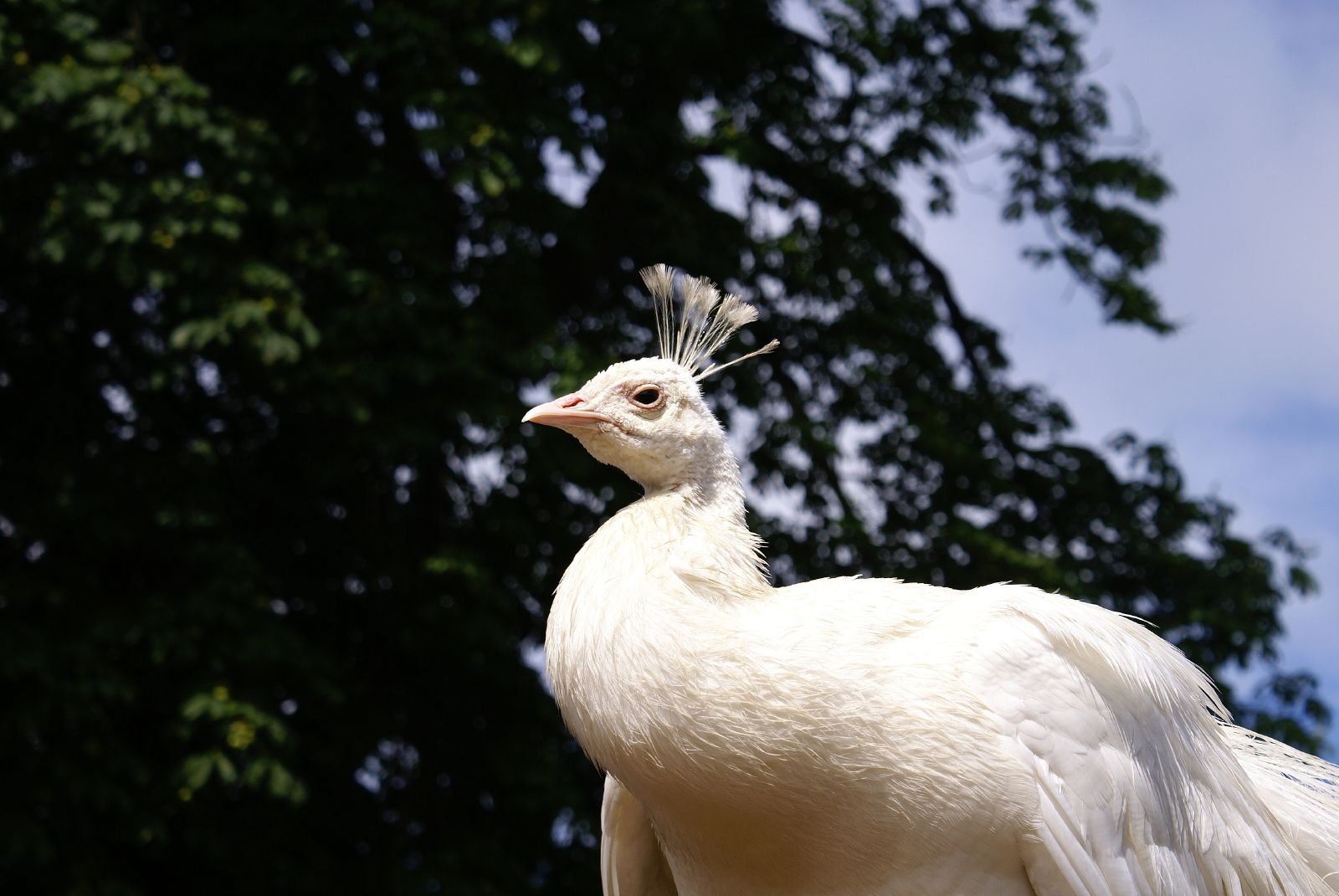a white peacock with a black tail standing next to trees